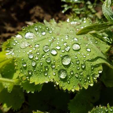 Alchemilla