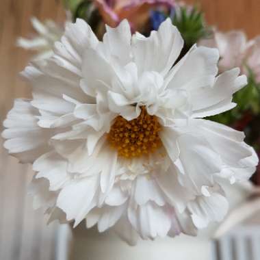 Cosmos bipinnatus 'Double Click Snow Puff' (Double Click Series)