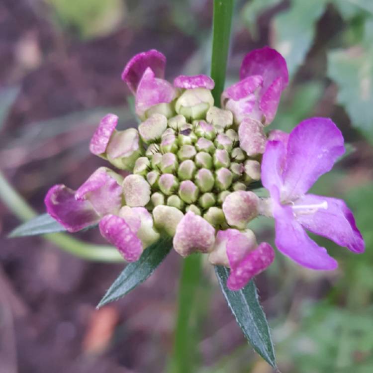 Plant image Scabiosa 'Blue Jeans'