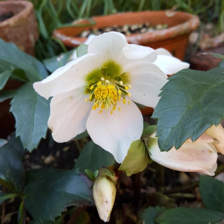 Plant image Helleborus x nigercors 'Emma'