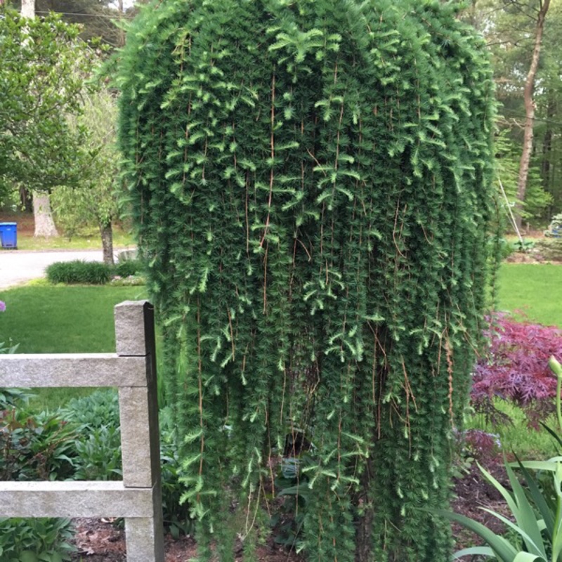 Plant image Larix kaempferi 'Stiff Weeping'