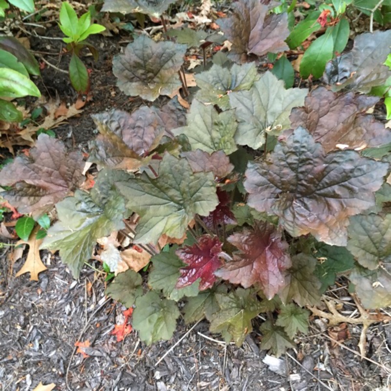 Plant image Heuchera 'Ginger Beard'