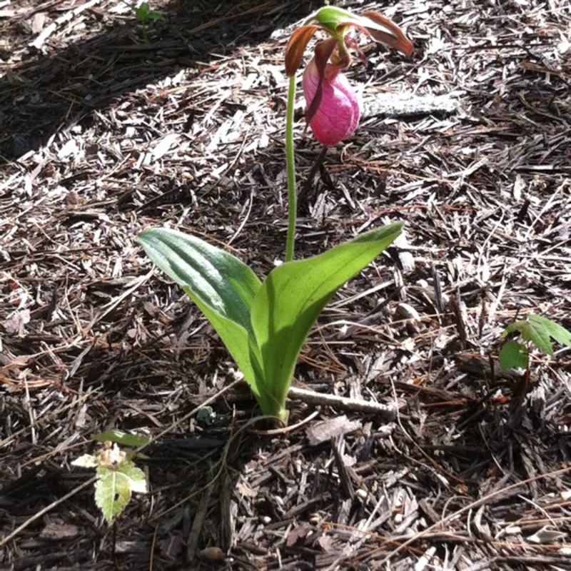 Plant image Cypripedium calceolus