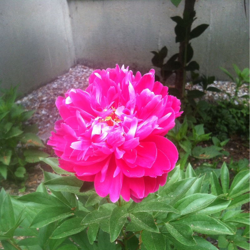 Plant image Paeonia lactiflora 'Adolphe Rousseau'