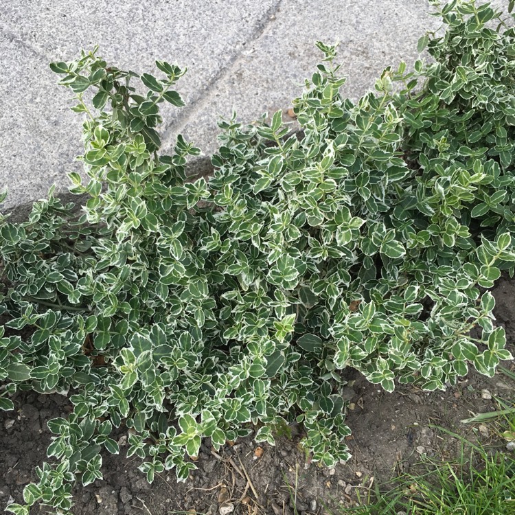 Plant image Euonymus Fortunei 'Emerald Gaiety'