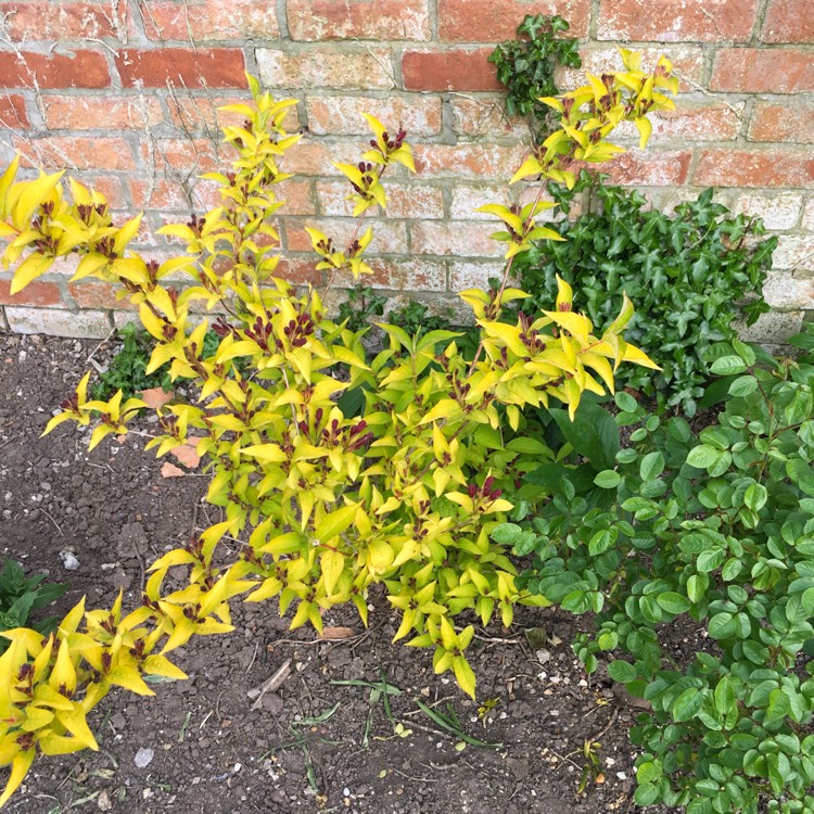 Plant image Weigela 'Olympiade' syn. Weigela 'Briant Rubidor', Weigela 'Rubidor', Weigela 'Rubigold'