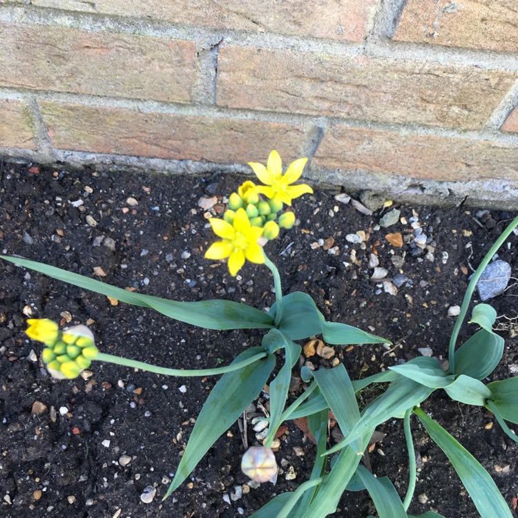 Plant image Gagea lutea