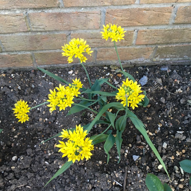 Plant image Gagea lutea