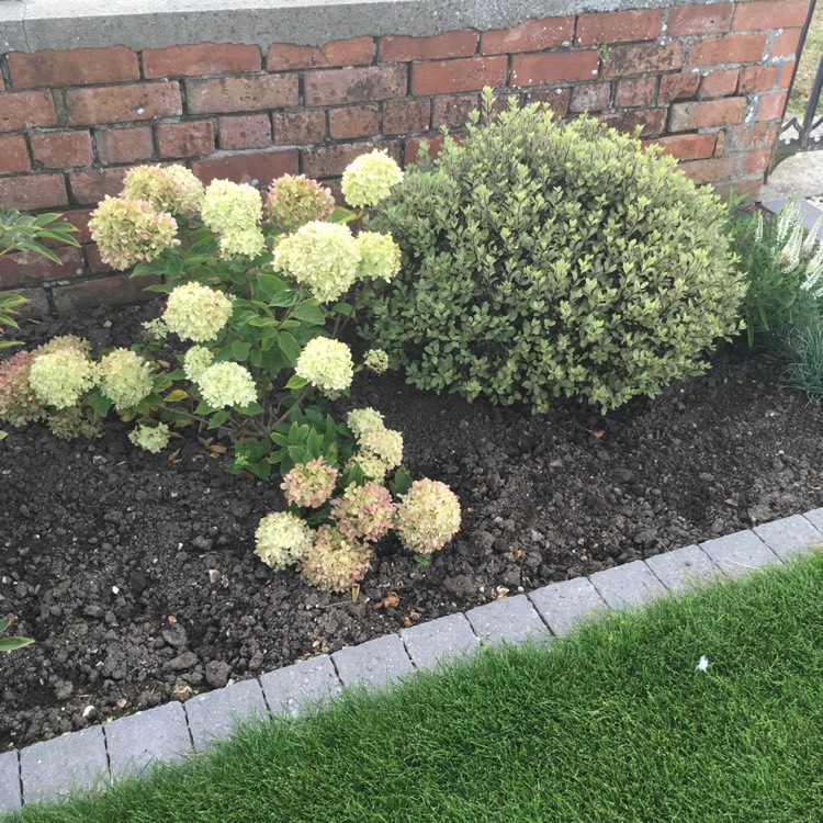 Plant image Hydrangea paniculata 'Jane' syn. Hydrangea paniculata 'Little Lime'