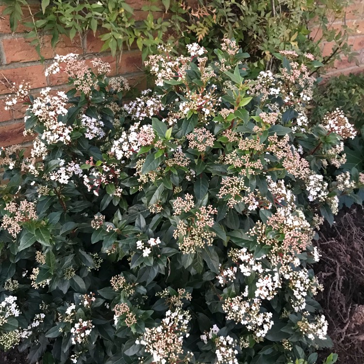 Plant image Viburnum tinus