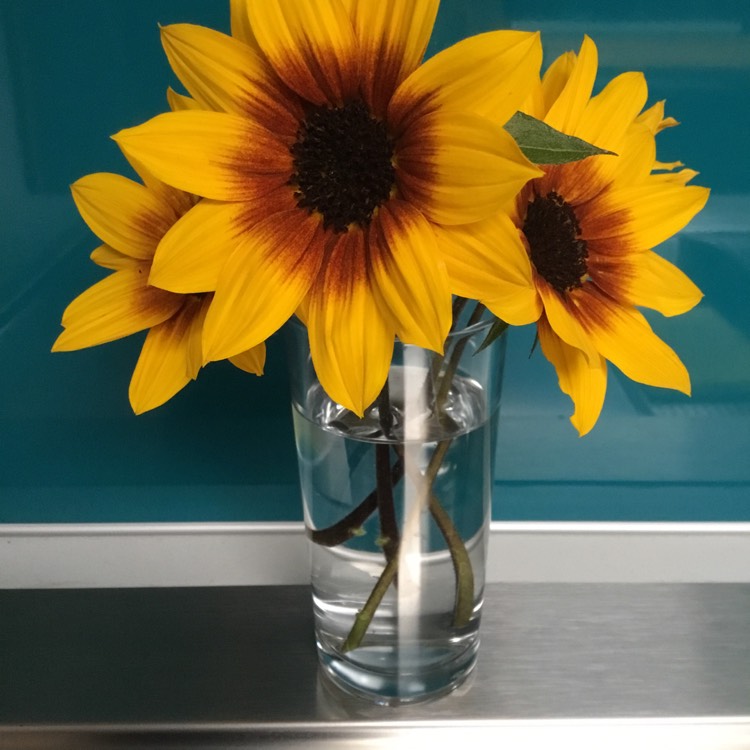 Plant image Helianthus 'SunBelievable™ Brown Eyed Girl'