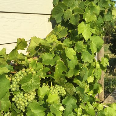 Grape Vine