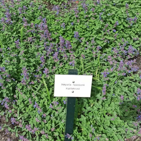 Plant image Nepeta x faassenii