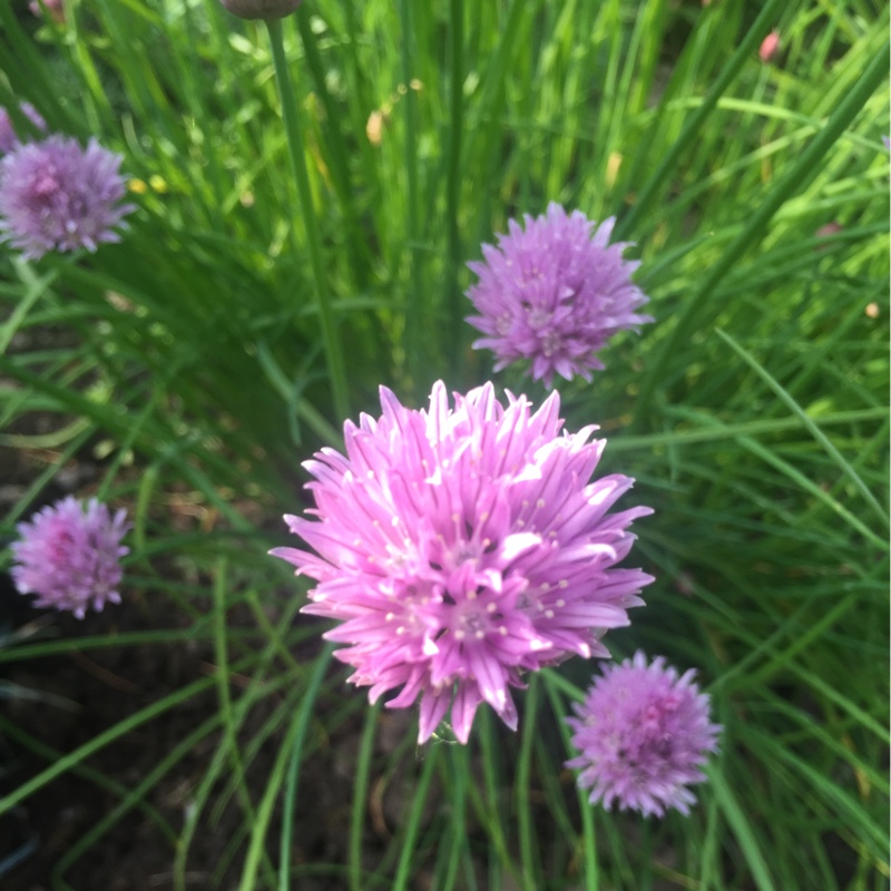 Chives