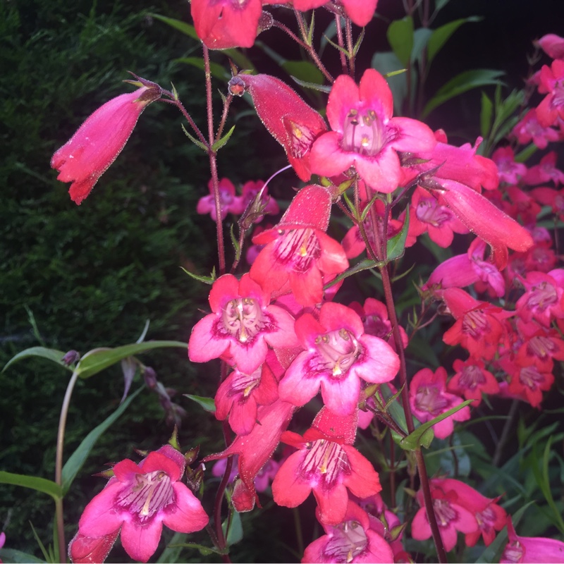 Beardtongue 'Bridgesii'