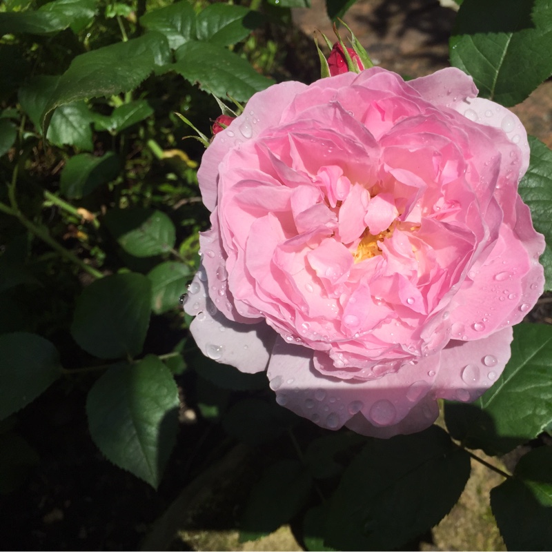 Rose (Floribunda)