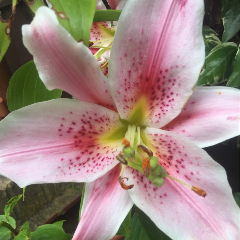 Lily 'Star Gazer' (Oriental)