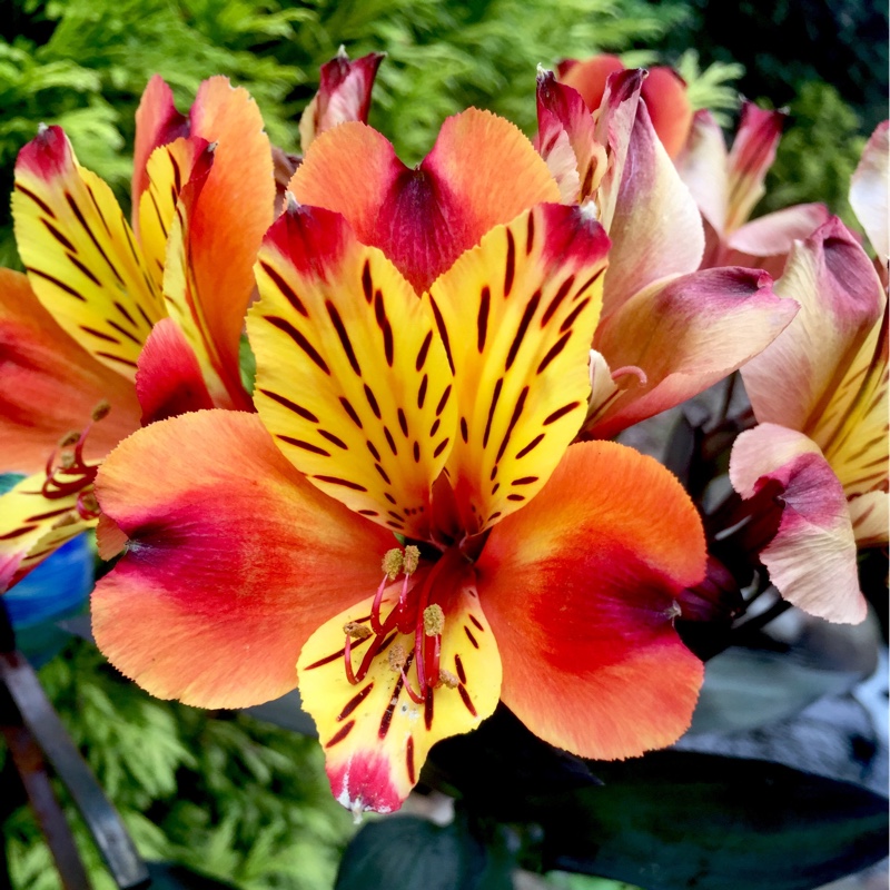 Plant image Alstroemeria aurea 'Orange King' syn. Alstroemeria aurantiaca 'Orange King'