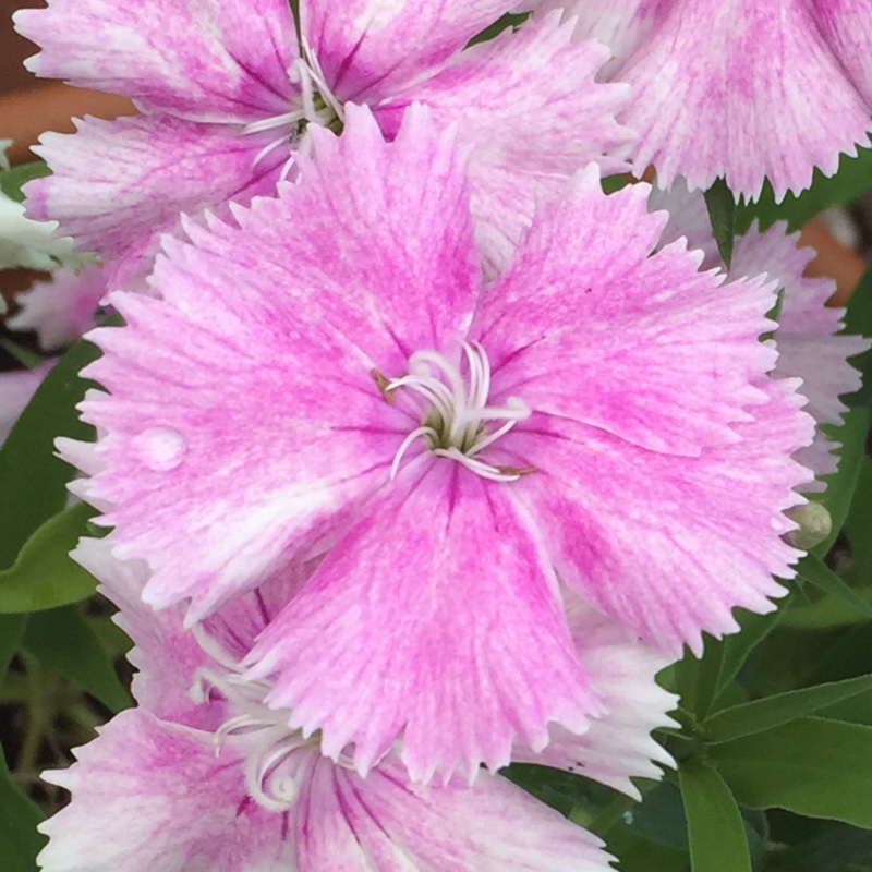 Plant image Dianthus caryophyllus 'Raspberry Ripple'