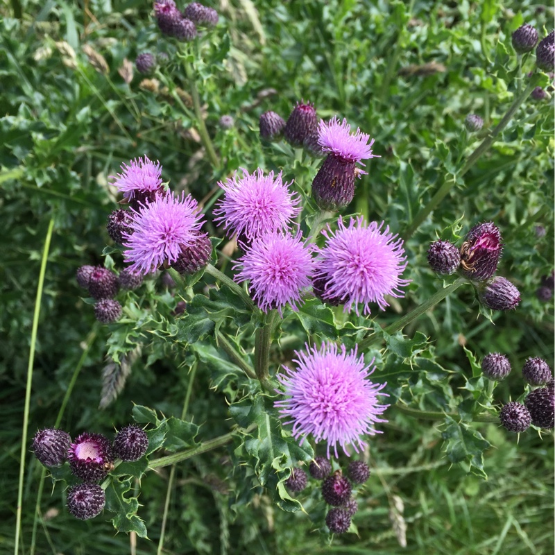 Plant image Onopordum acanthium