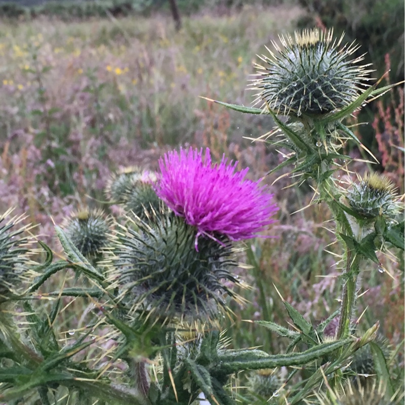 Plant image Onopordum acanthium