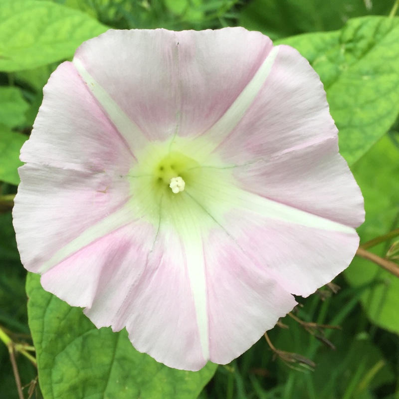 Plant image Convolvulus arvensis