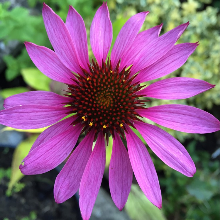 Plant image Echinacea purpurea 'Rubinstern' syn Echinacea purpurea 'Ruby Star'