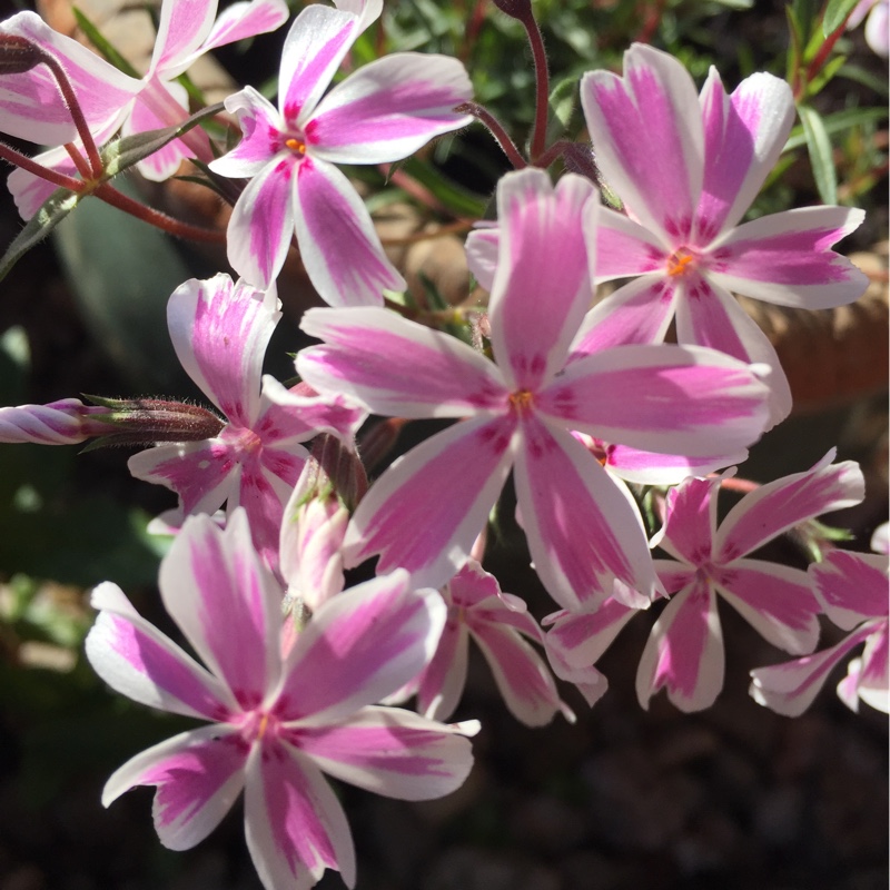 Plant image Phlox subulata 'Bavaria'