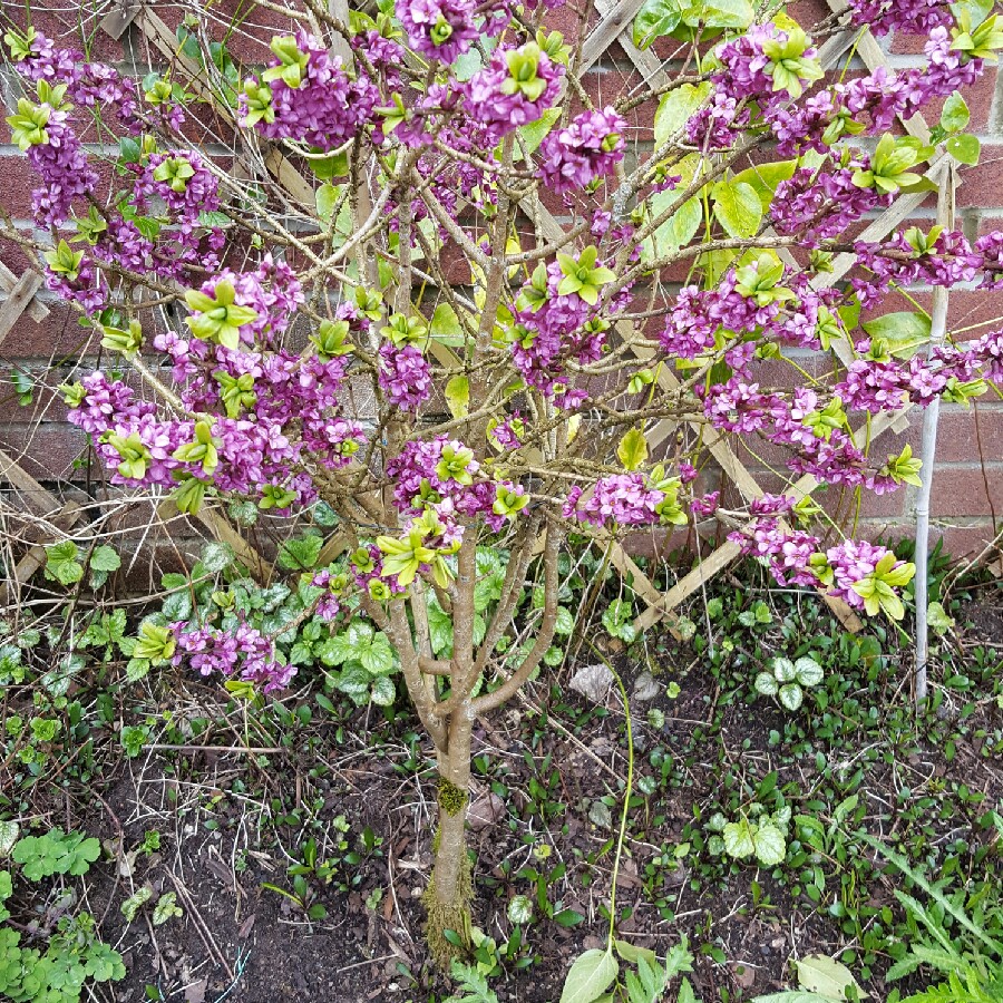 Scented Daphne