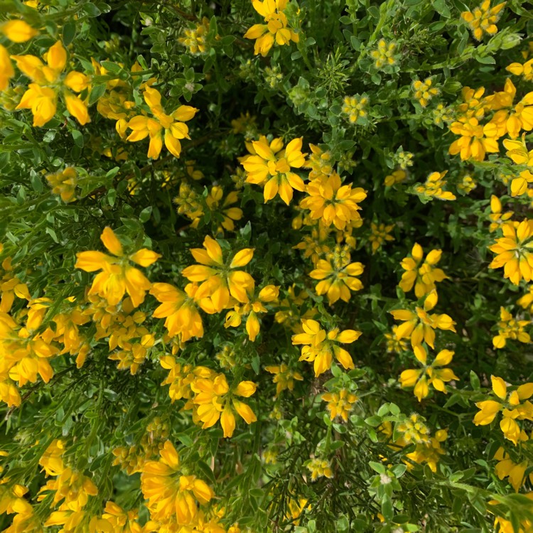 Plant image Bidens