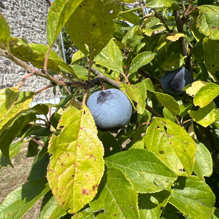 Plant image Prunus domestica var. damascena Prune Damson