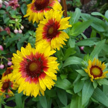 Blanket Flower