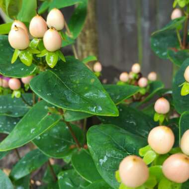 Hypericum 'Magical Sunshine'