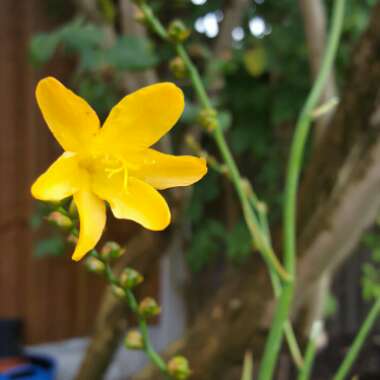 Montbretia 'Buttercup'