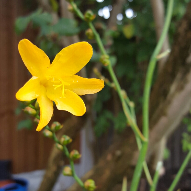 Plant image Crocosmia x crocosmiiflora 'Buttercup'