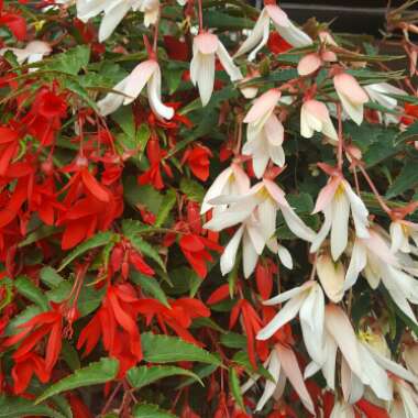 Tuberous Begonia 'Waterfall Encanto Orange'