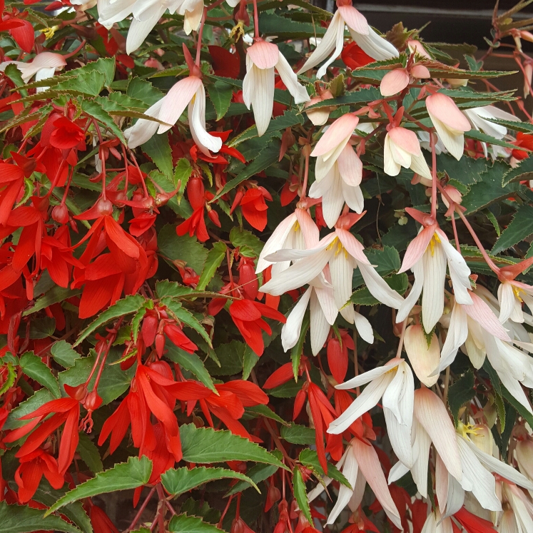 Plant image Begonia 'Waterfall Encanto Orange' (Waterfall Series)