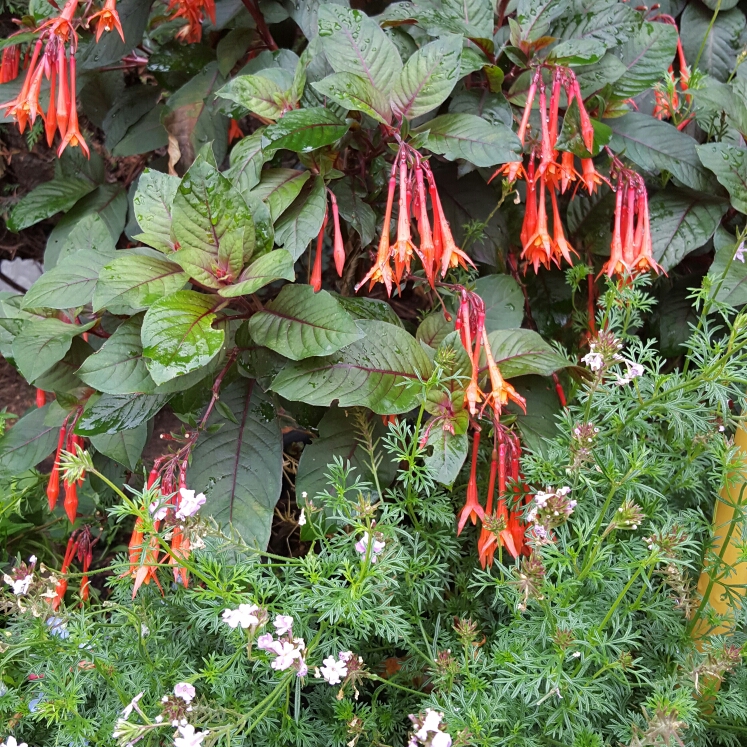 Plant image Fuchsia 'Coralle'