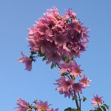 Dahlia imperialis