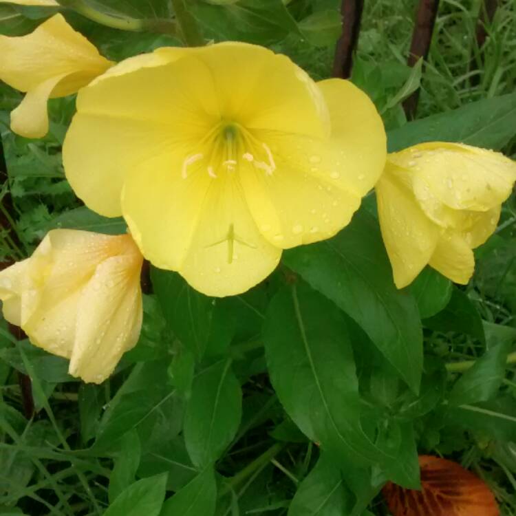 Plant image Oenothera Fruticosa 'Sundrops'