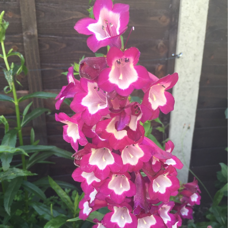 Beardtongue 'Bridgesii'