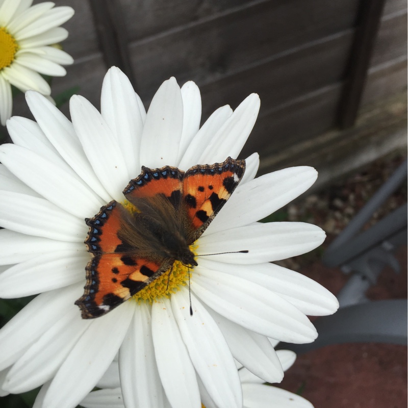 Shasta Daisy 'Polaris'