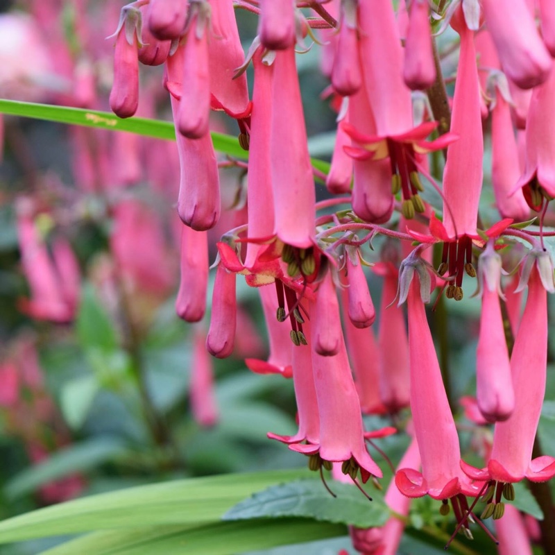 Annette's garden