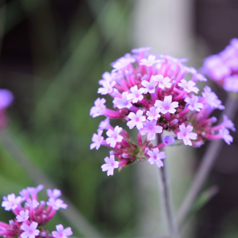 Purple Top Vervain