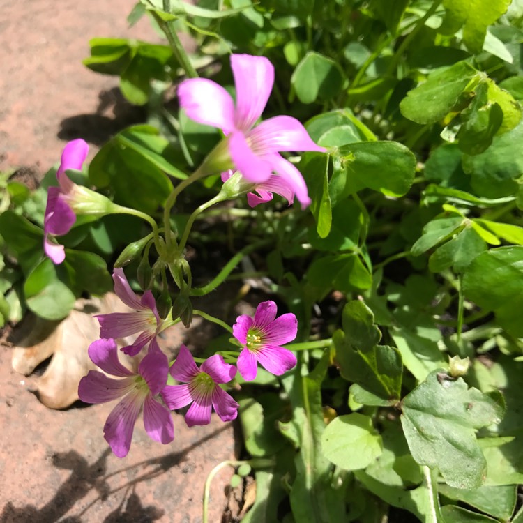 Plant image Oxalis acetosella var. rosea