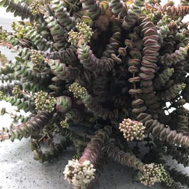 Crassula 'Baby Necklace'