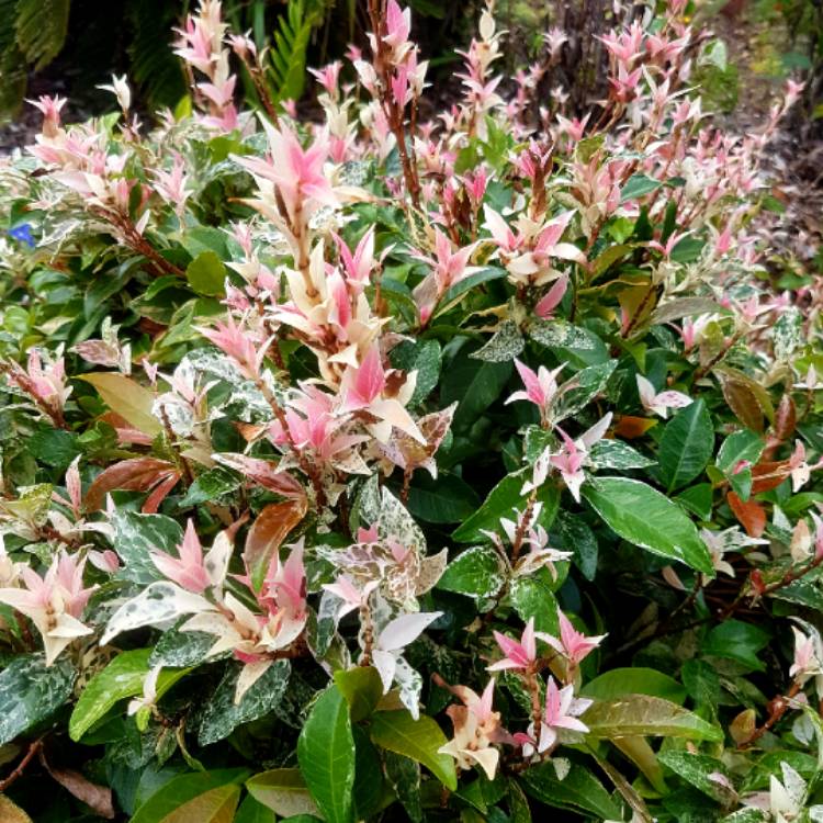 Plant image Trachelospermum jasminoides 'Tricolor'