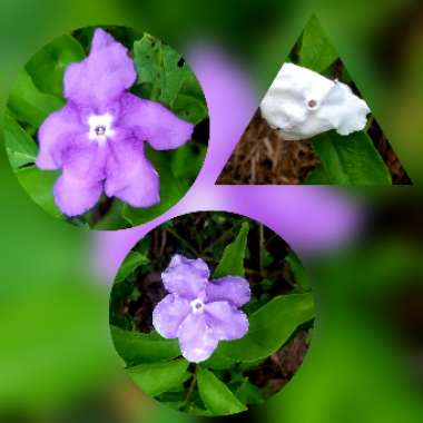 Brunfelsia pauciflora 'Floribunda'