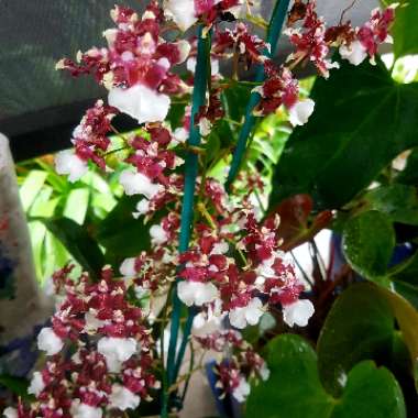 Oncidium Heaven Scent 'Redolence'