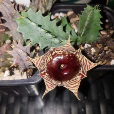 Huernia Zebrina var. Magniflora